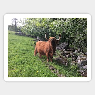 Scottish Highland Cattle Cow 2404 Sticker